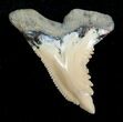 Hemipristis Shark Tooth Fossil - Aurora, NC #4154-1